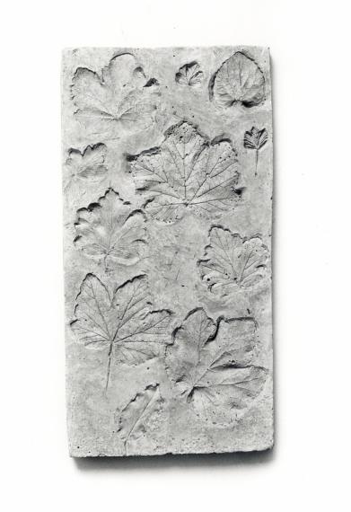 Plaque d’herbier : empreintes de 11 feuilles). Moulage sur nature exécuté par Adolphe-Victor Geoffroy-Dechaume vers 1840 