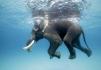 Swimming elephant
